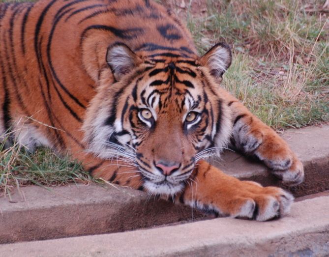 Zeldzame Sumatraanse tijgers te koop: 75.000 euro | Dieren | hln.be