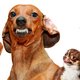 ‘Als honden bang zijn, dan bijten ze’: tips voor hondenbaasjes om het veilig te houden