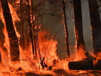 Australië in de ban van “catastrofaal” brandgevaar: tot 20.000 brandweermannen rukken uit