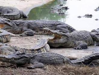 Krokodillen moeten Egypte uit recessie halen