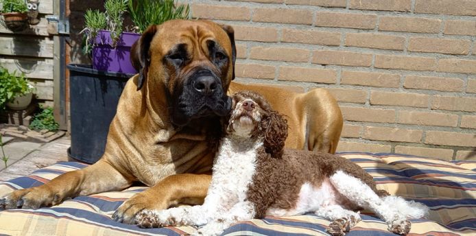 De twee honden van Carla Bensink. Rechts de poedel die zondagochtend in alle vroegte aan de dood ontsnapte.