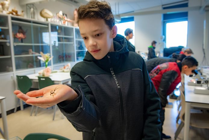 Uit het archief: spelen met spinnen op het Notre Dame in Ubbergen.