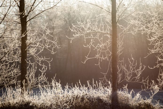 Vriesbeelden ( nachtvorst) van vanochtend in Lummen
