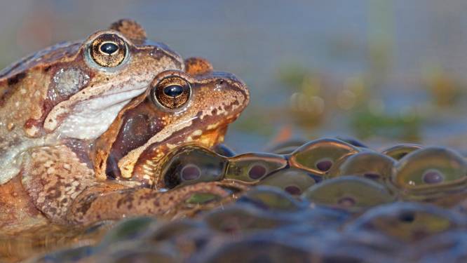 Landelijke Kikkerdriltelling begonnen: ‘De heren kwaken erop los’