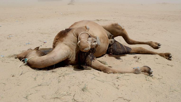 Een dode kameel aan de Qatarese kant van grens tussen Qatar en Saoedi-Arabië. Beeld afp