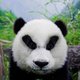 Is de panda eigenlijk wel zo schattig als we denken?