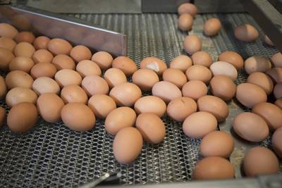 Opnieuw sporen van fipronil in Nederlandse eieren