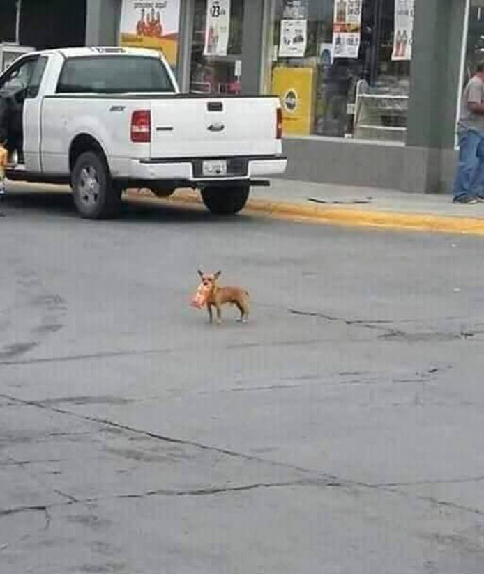 De chihuahua keerde terug met een zaak Cheetos in haar bek.