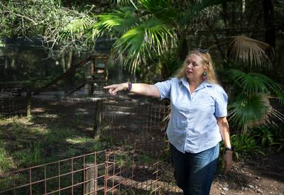 ‘Tiger King’-gezicht Carole Baskin bezorgd over loslopende tijger in Texas: “Roekeloos en extreem gevaarlijk”