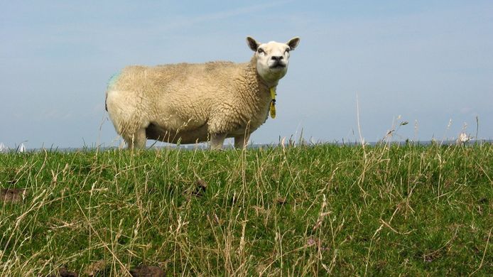 Schapen trui deals