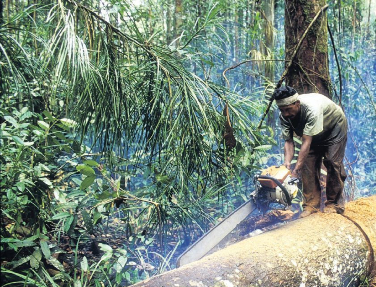 Illegale kap op het Indonesische eiland Sumatra. Zulk hout wordt vaak naar China verscheept, waar er legale producten van worden gemaakt. Beeld Volker Kess