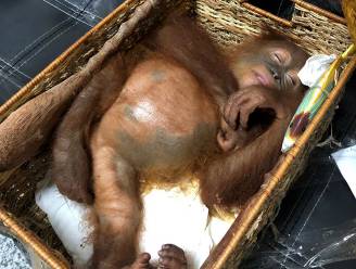 Bagagecontrole haalt levende orang-oetan uit reiskoffer