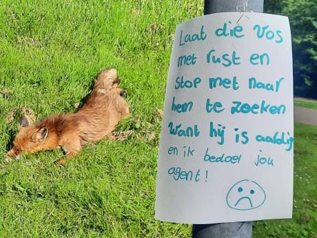 Tamme vos laat zich aaien én voeren in Lelystad: ‘Het is een attractie’