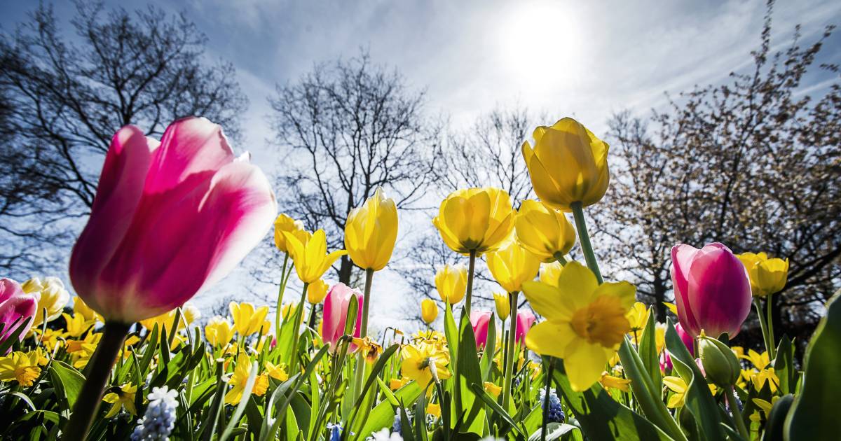 Start van de lente: wat weet jij van het seizoen? | Nieuws | AD.nl