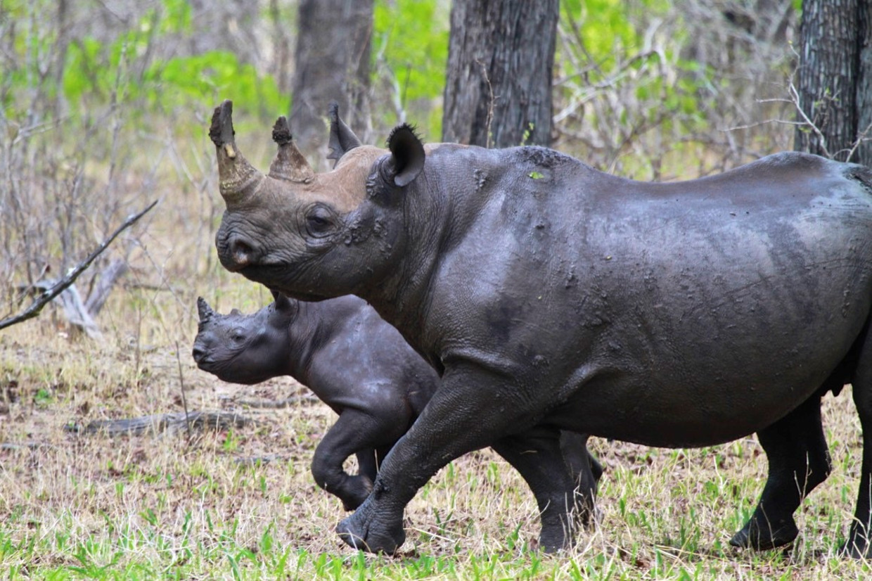 Zwarte neushoorns, zwaar bejaagd, maar nu wel high-tech beschermd in Botswana.