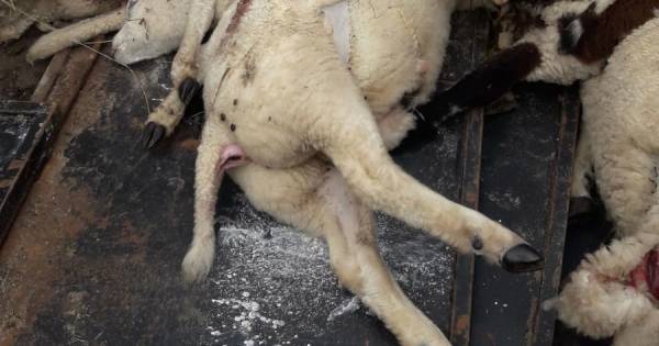 Twaalf schapen afgeslacht in Overijssels weiland: was het een wolf? - AD.nl