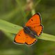 Een iconische vlinder die alleen in Nederland voorkomt