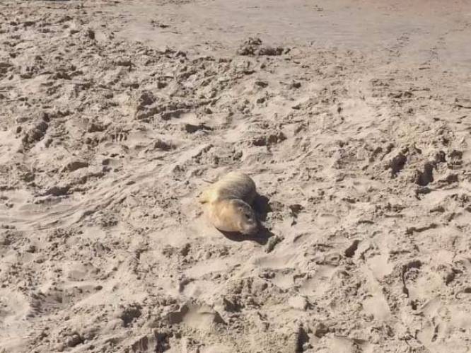 Zeehondje spoelt aan op strand van Knokke
