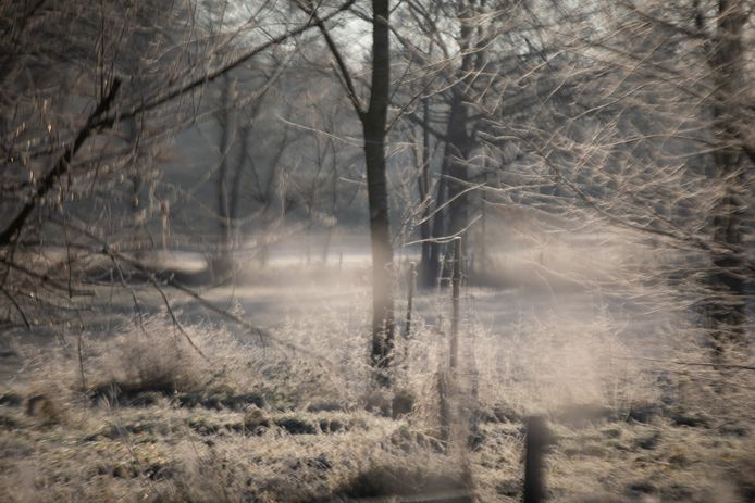 Vriesbeelden ( nachtvorst) van vanochtend in Lummen