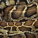 Duitse 'slangenman' stierf natuurlijke dood