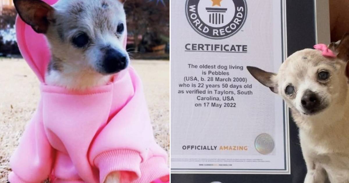 Oudste hond ter wereld op 22jarige leeftijd overleden Dieren hln.be