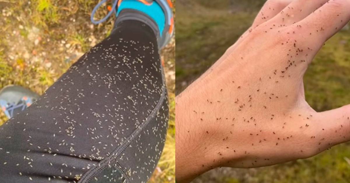 The Living Buffet: A British company is looking for volunteers who can stand in a swarm of mosquitoes for 8 hours |  Science and the planet