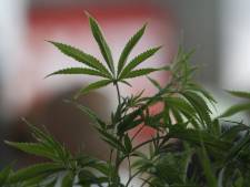 Fermerture du premier "Cannabis social club" de Tournai