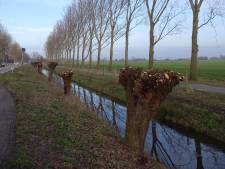 Alle wilgen in één klap geknot: wég bijen, wég vogels 