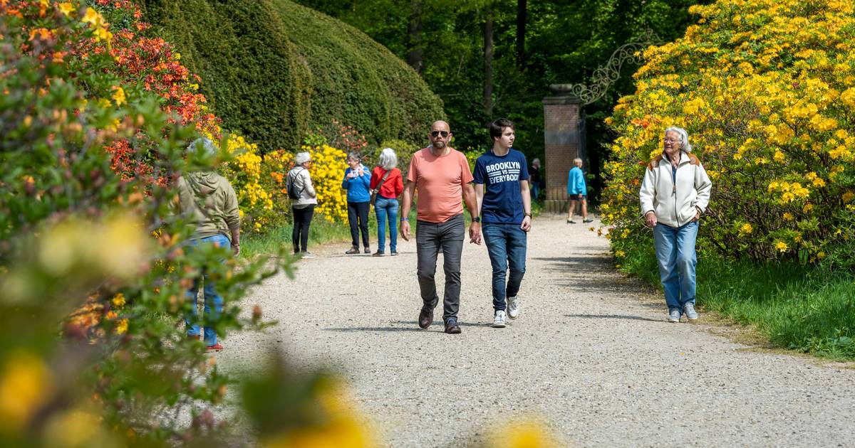 Het kleurrijke Azelealaantje in Doorwerth had geel moeten zijn: over hoe een foutje goed uitpakte