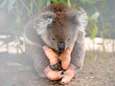 "Bosbranden Australië kunnen uitsterven van koalapopulatie versnellen”