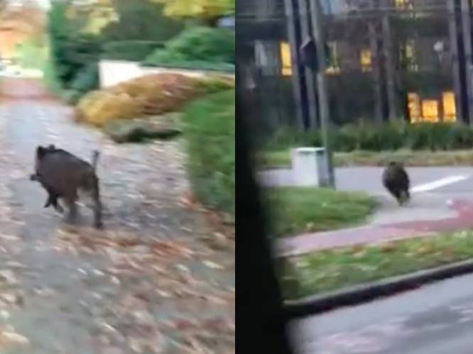 Verloren gelopen everzwijn holt over straat in Leuven