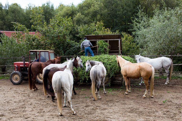 Paarden op de boerderij van Barbara en Christoph Promberger.  Beeld Julius Schrank