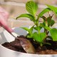 DIY: milieuvriendelijke plantenmest van je keukenafval