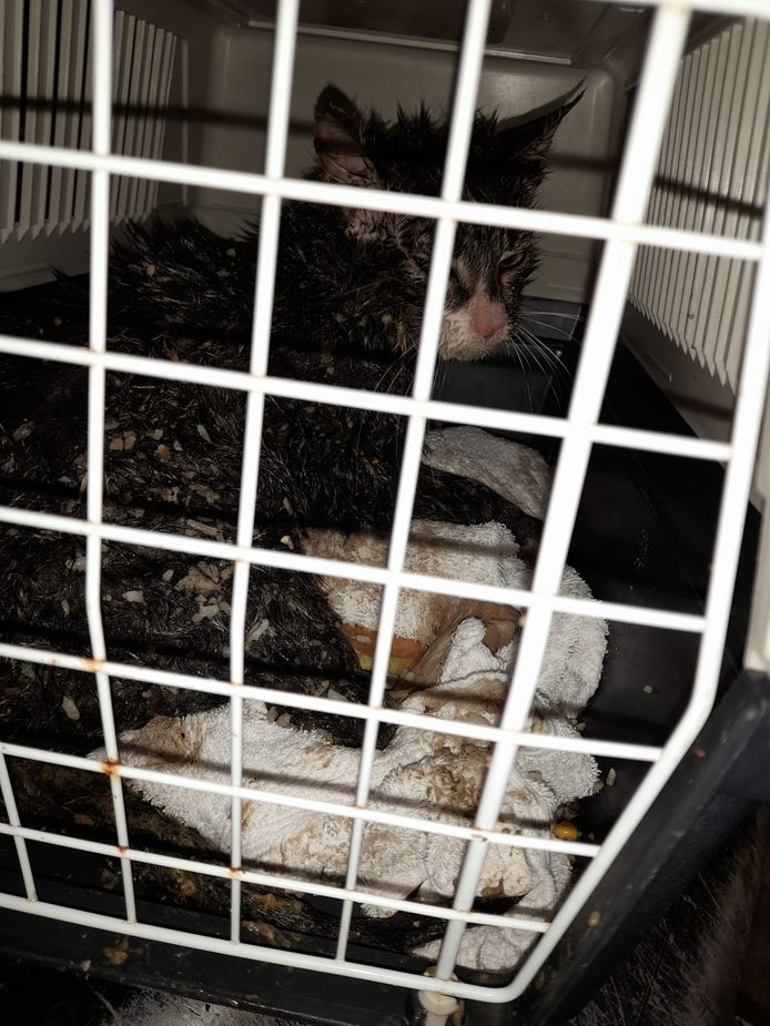 Cat found in garbage truck in Oss.