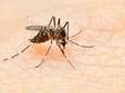 Geen malariamuggen meer gevonden in Kampenhout na dodelijke besmetting bejaard koppel