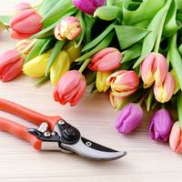Tulpen uitgebloeid? Dit kun je doen met de bollen