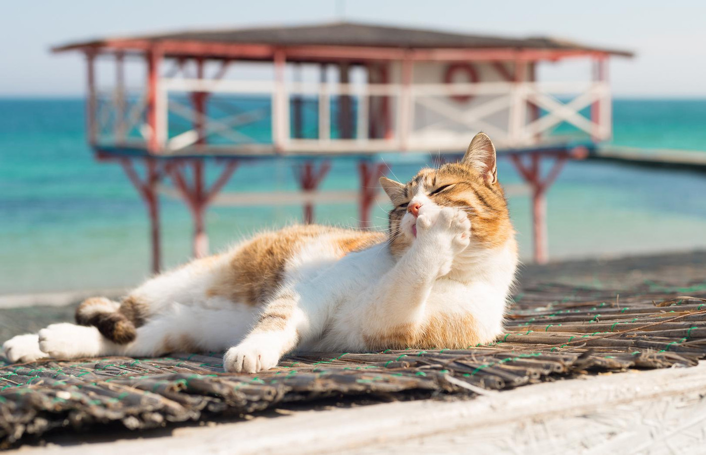 Кот на пляже лапки