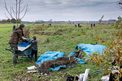 Samenwerken voor een eetbaar stukje natuur: Notenbos in Gemonde lokt vrijwilligers