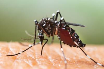 Deux fois plus de moustiques tigres signalés en Belgique: “Il faut se préparer à l’avenir”