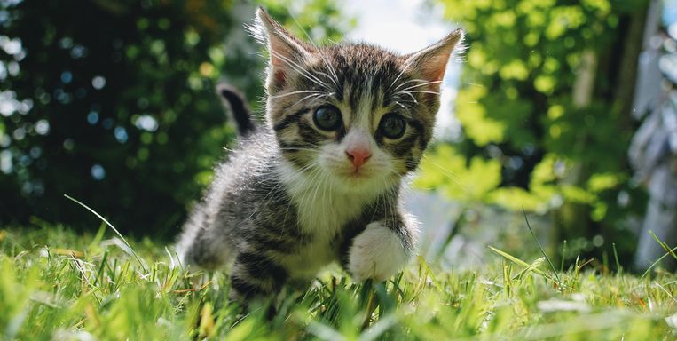 Een kitten ontvlooien: zo doe je veilig | Margriet | Margriet