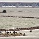 Zalm kan eindelijk weer de Rijn op en richting de Alpen zwemmen