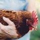 Zo groot is de kans dat je vogelgriep oploopt