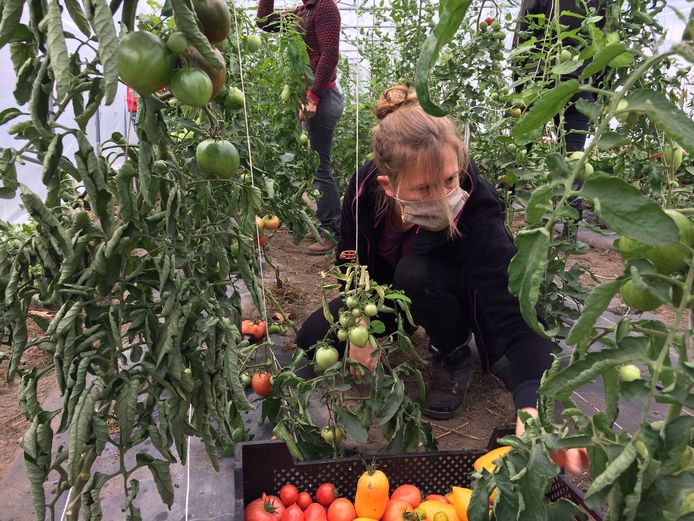 La formation de maraîchage bio est le fruit d'une collaboration entre la Ville de Charleroi et le Forem