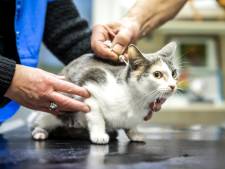 Is jouw kat al gechipt? Binnenkort kun je gratis terecht bij de Amersfoortse Dierenbescherming