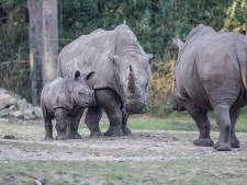 Jonge neushoorn Thomas ruilt Burgers’ Zoo in voor dierentuin van Rome