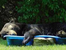 Elle découvre un ours en train de faire une sieste dans sa piscine