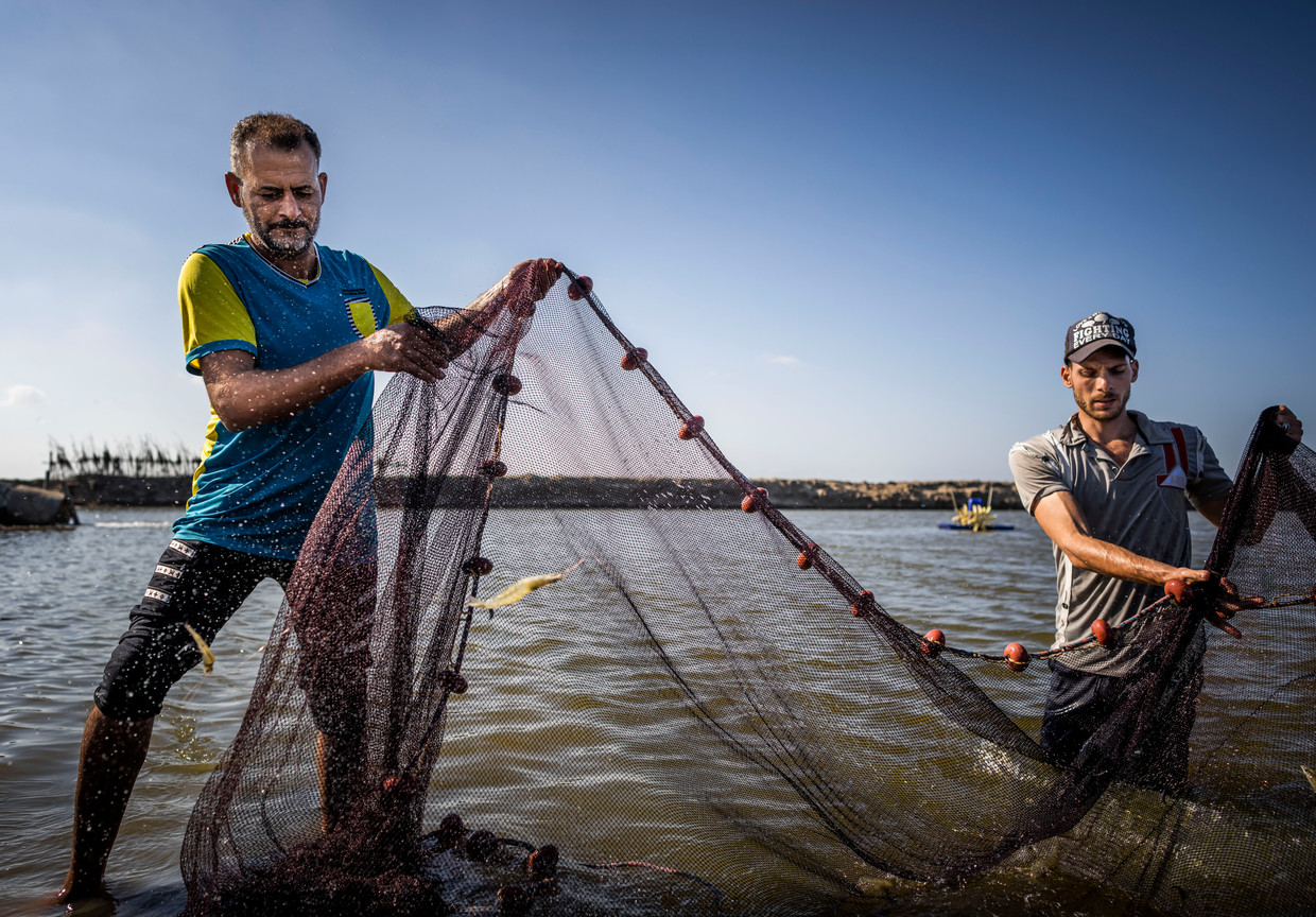 Ashraf al-Zanaty (l) pakt een net uit een bak bij een van de kweekvijvers. Viskwekerijen aan de rand van de stad Shata in Egypte hebben het door het klimaat steeds moeilijker.  Beeld Freek van den Bergh