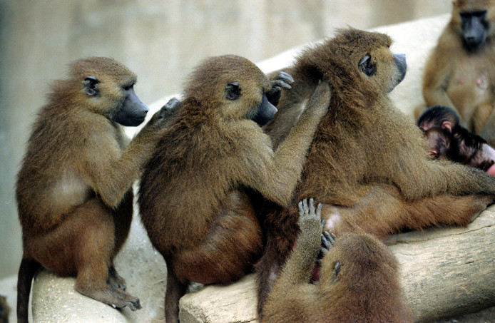 In een dierentuin in Parijs zijn enkele bavianen ontsnapt uit hun verblijf.