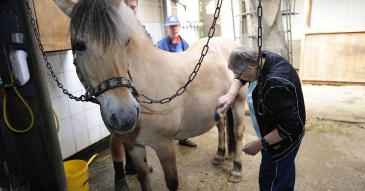 Ruiterkamp als hoogtepunt van het jaar