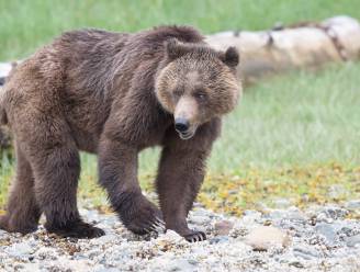 Tachtigjarige Amerikaan veroordeeld tot twee maanden cel en boete na doodschieten grizzlybeer